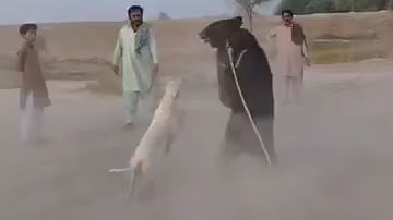 用黑熊训练猎犬的胆量